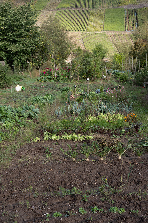 Blick auf Gemüsebeete im Spatsommer